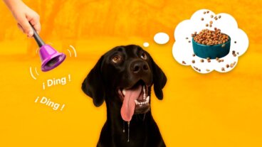 Was ist ein konditionierter Reiz? Psychologisches Grundwissen mit Beispielen