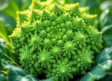 Fraktale in der Natur und was sie über unsere Psyche verraten